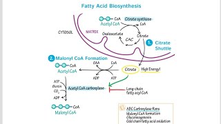 Differences between Biosynthesis Anabolism pathway and Catabolism pathway of fatty acid [upl. by Janik]