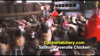 Salmon Faverolle Chicken Breed Breeder Flock  Cackle Hatchery [upl. by Dich405]