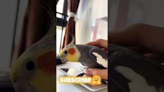 Larry the Cockatiel Subscribe or face my adorable wrath 🤗🦜 cockatielscraze [upl. by Ula]