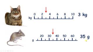 Measure weight in grams and kilograms [upl. by Janna]