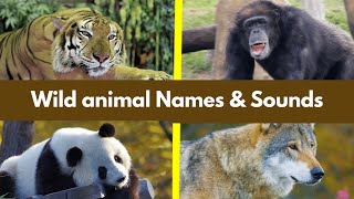 Wild Animals Names and Sounds Animals Names for Kids  Animal Sounds [upl. by Tadeas104]