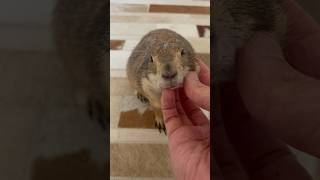 WAHOO And sweet scratchies 🥰 prairiedog animal cute [upl. by Gnidleif]