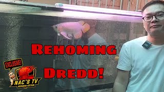 Rehoming Dredd [upl. by Eilyac]