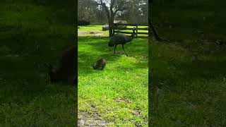 Wallaby VS Emu for food [upl. by Rhee]