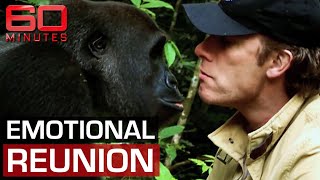 Man and gorillas unforgettable reunion after years apart  60 Minutes Australia [upl. by Manbahs]