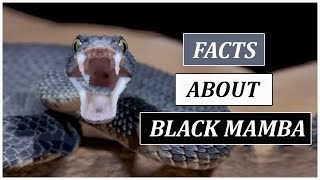 Things You Should Know About Black Mamba  Animal Globe [upl. by Bernadina821]