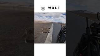 Bikers amp Wolf 🐺 bike wolf shortvideo shorts [upl. by Sauncho]