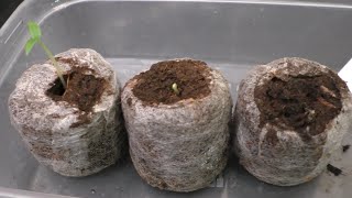 Easy Step by Step Guide to Sowing  Growing Chilli Seeds 🌱🌶 [upl. by Dorrahs]