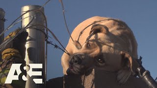 Live Rescue Dog Saved from Wire Fence Season 1  AampE [upl. by Iretak]