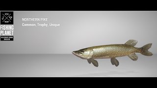 Fishing Planet  Saint Croix Lake  Unique  Northern Pike  Bottom [upl. by Anomar533]