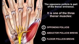 Anatomy Of The Opponens Pollicis  Everything You Need To Know  Dr Nabil Ebraheim [upl. by Byram]