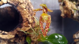 Bulbophyllum lasiochilum [upl. by Anwahsar]