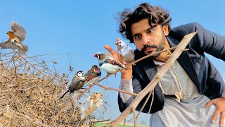 Village Morning time main Finches pakr lyen 😍 Apna Dihat [upl. by Bourn412]