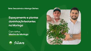 O espaçamento no plantio da Moringa e a lida com ervas daninhas com Arthur Begliomini [upl. by Lait7]