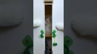 DIY Hacks by a Crafty Cat Genius Cleaning Tricks with Everyday Items [upl. by Lance645]