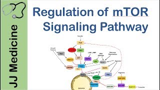 mTOR Signaling Pathway  Nutrient and Cell Stress Regulation [upl. by Raual]