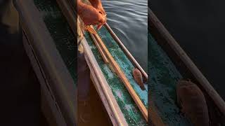 DamariscottaRiverBountySculpin shortsvideo sculpin fishing saltwaterfishing oceanfishing [upl. by Ecnaret]