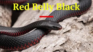 The Red Bellied Black Snake of Australia [upl. by Jereld]