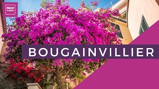 BOUGAINVILLIER DES COULEURS ÉCLATANTES POUR VOTRE JARDIN [upl. by Lazare]