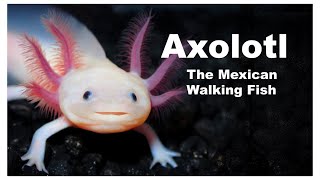 Everything About Axolotl The Mexican Walking Fish [upl. by Euqinobe]