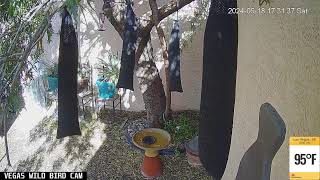 Vegas Wild Bird Cam Live Stream  05182024 [upl. by Raynold718]