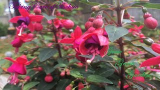 Fuchsia Plant Pruning and Caring [upl. by Llireva22]