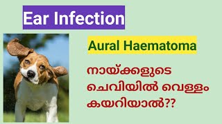 Dog ear infection malayalamEar haematomadog ear problem [upl. by Ardnauqal]