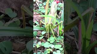 Grasshopper nature denglish កណ្តូប [upl. by Berkow]