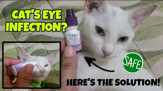 HOW TO TREAT CAT EYE INFECTION MURANG EYEDROP 85 PESOS LANG NPAKAEFFECTIVE PA [upl. by Anilak]