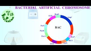 BACTERIAL ARTIFICIAL CHROMOSOME [upl. by Haroldson712]