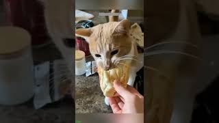 Funny Cats 2025 😼 kitten meowing call 🥰 FunnyCats Ep 7639 [upl. by Mychal438]