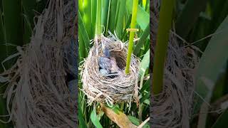 The baby cuckoo threw the egg from the nest cuckoo nature [upl. by Barrow]