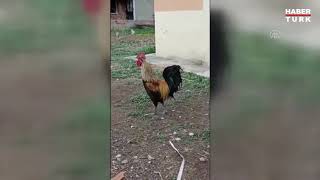 Rooster crowing until it faints [upl. by Kinelski]