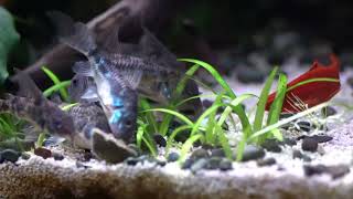 Herd of Peppered Corydoras Corydoras paleatus feeding on algae wafers [upl. by Wichern570]