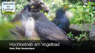 Beobachtungen am Vogelbad Dohr Eifel Deutschland [upl. by Lawson949]