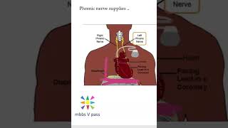 Anatomy Thorax 258 Phrenic nerve supplies motor DIAPHRAGM mediastinal pleura pericardium lung viva [upl. by Nerret]