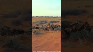 Antelope Cornered by African Wild Dogs Becomes Their Evening Meal AnimalKingdom PredatorVsPrey [upl. by Asirehc106]