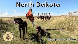 North Dakota Sharptail amp Huns Part 2 [upl. by Scottie]