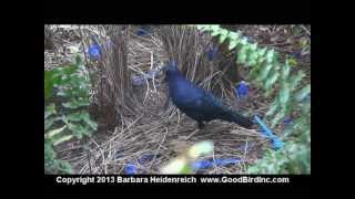 Satin Bower Bird  Training Potential [upl. by Notlih]