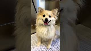 The most satisfying video cleaning dog asmr cleaning pet video [upl. by Anya]