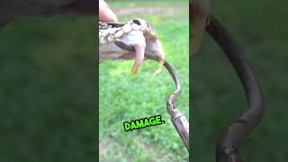 Facts about the Diamondback Rattlesnake snakes rattlesnake animalfacts wildanimals wildlife [upl. by Luapnhoj]