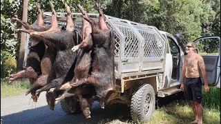 2021 Cooktown Pig Hunting Competition [upl. by Ocirnor372]