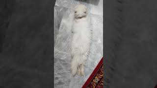 Any problem let me lie like that little cersei cat cerseilannister catdiaries [upl. by Ennyl]