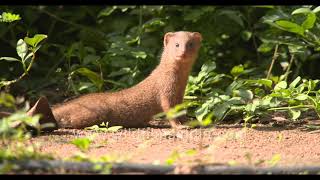 Alert Mongoose sunbathes after long monsoon at Wilderness orchard waiting to attack the chickens [upl. by Esmerelda]