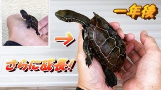 クサガメベビーつくの成長記30 一年の成長記録 亀は一年でこうなる。 My pet reeves turtle growth in 1year 祝 一歳 クサガメ 成長 かわいい なつく [upl. by Manton]