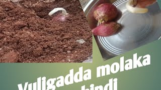 vuligadda molaka vachindi vuligadda molaka [upl. by Tobi]