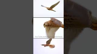 Amazing Kestrel in Flight shorts [upl. by Bram]