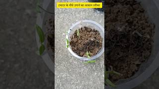 How to grow delicious tomatoes shorts reels gardan agriculture organic vegetablesviralvideo [upl. by Tezile200]