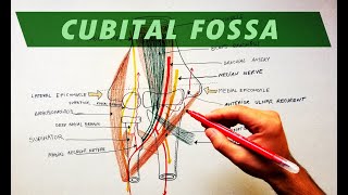 Cubital Fossa  Borders amp Contents  Anatomy Tutorial [upl. by Atikihs]