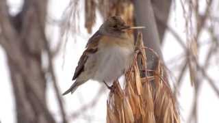 Brambling  Юрок  Fringilla montifringilla [upl. by Merril765]